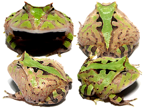 アマゾンツノガエル　　グリーン ツノガエルをはじめとする飼育から販売 HerptileFarm NUANCE